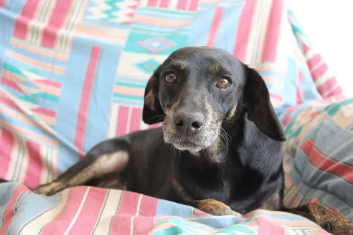 Cachorro ra a SRD idade 3 anos nome Mathias