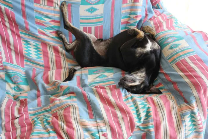 Cachorro ra a SRD idade 3 anos nome Mathias