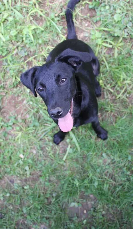 Cachorro ra a SRD idade 7 a 11 meses nome Lupita