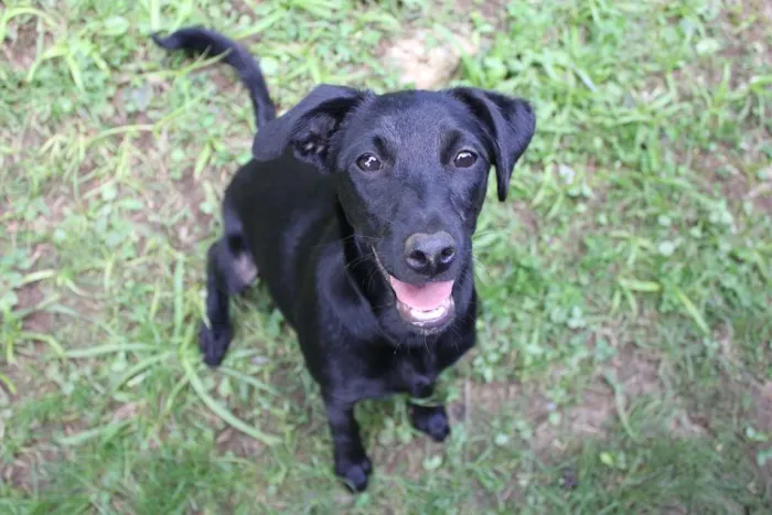 Cachorro ra a SRD idade 7 a 11 meses nome Lupita