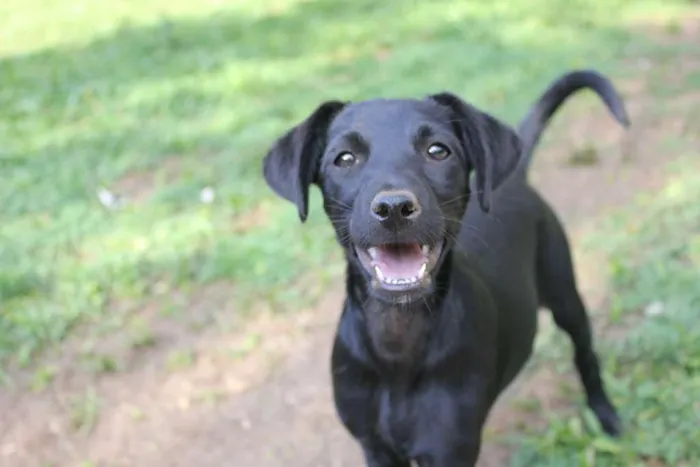 Cachorro ra a SRD idade 7 a 11 meses nome Lupita