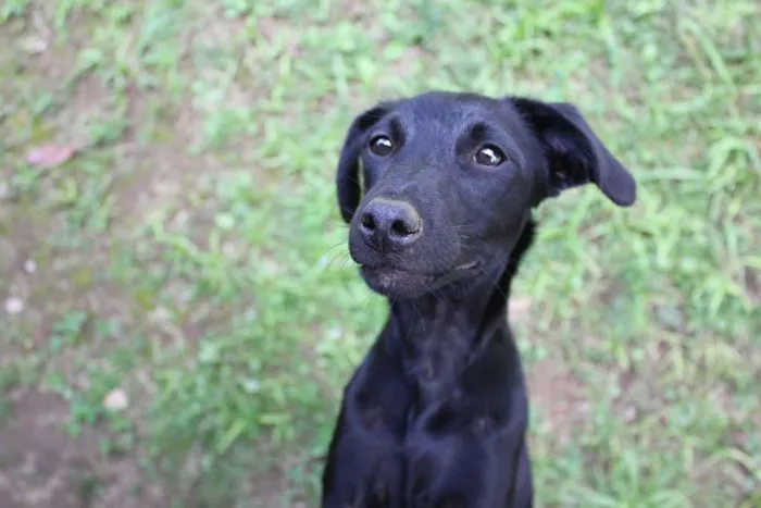 Cachorro ra a SRD idade 7 a 11 meses nome Lupita