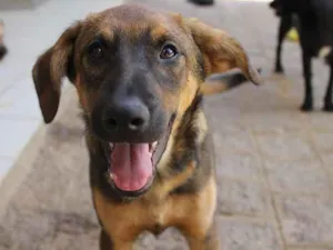 Cachorro raça SRD idade 7 a 11 meses nome Sam
