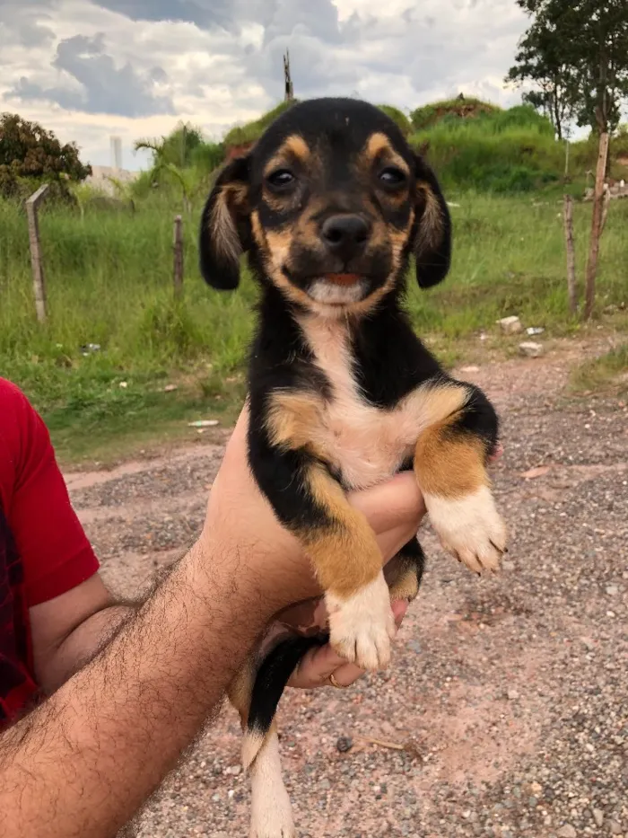 Cachorro raça Sem raça definida idade 2 a 6 meses nome Sem nome