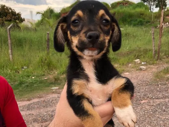 Cachorro raça Sem raça definida idade 2 a 6 meses nome Sem nome