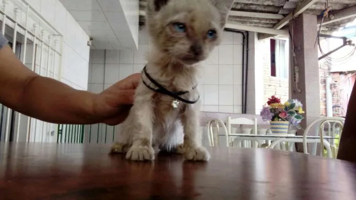Gato ra a  idade 2 a 6 meses nome Nymeria