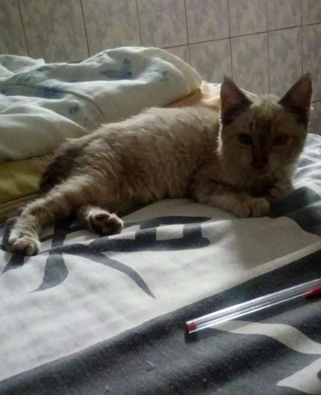 Gato ra a  idade 2 a 6 meses nome Nymeria