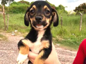 Cachorro raça Sem raça definida idade 2 a 6 meses nome Sem nome