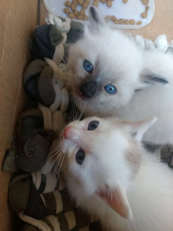Gato ra a Não sei a raça  idade 1 ano nome Hitler , princesa 