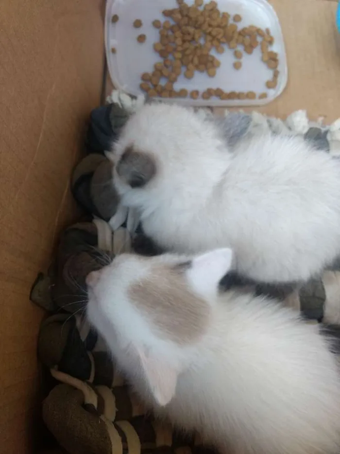Gato ra a Não sei a raça  idade 1 ano nome Hitler , princesa 