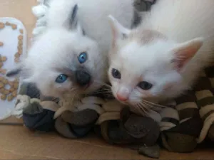 Gato raça Não sei a raça  idade 1 ano nome Hitler , princesa 