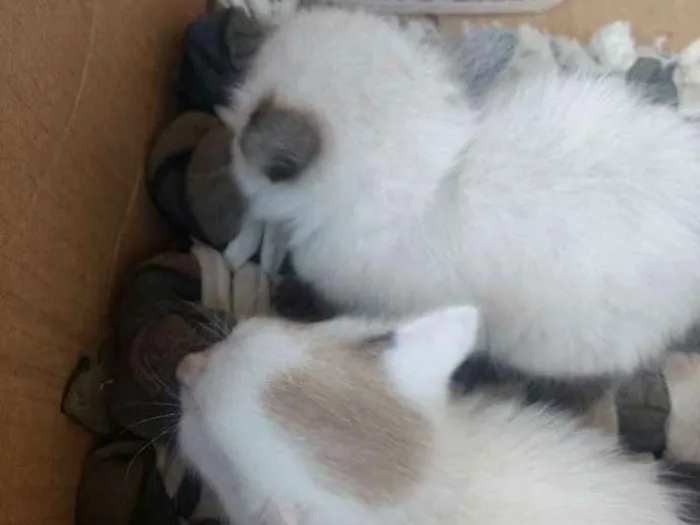 Gato ra a Não sei a raça  idade 1 ano nome Hitler , princesa 