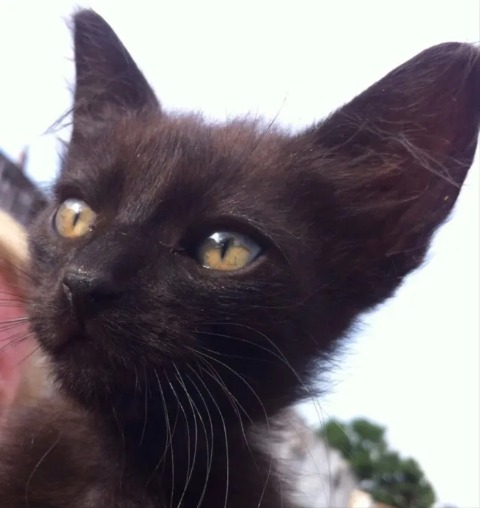 Gato ra a SRD idade 2 a 6 meses nome CARLITO