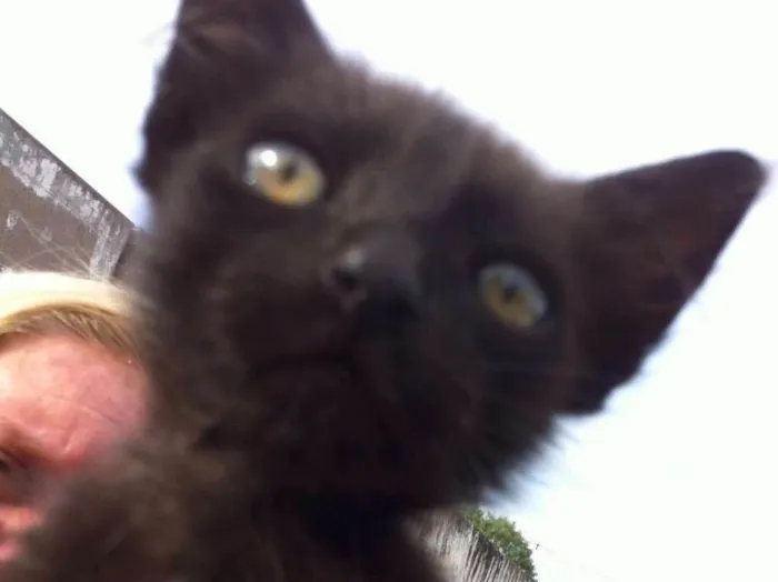 Gato ra a SRD idade 2 a 6 meses nome CARLITO