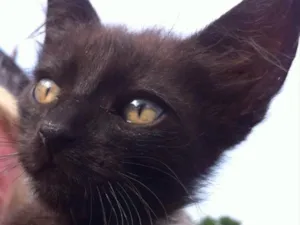 Gato raça SRD idade 2 a 6 meses nome CARLITO
