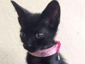 Gato raça  idade 2 a 6 meses nome pretinha