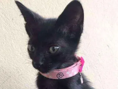 Gato raça  idade 2 a 6 meses nome pretinha
