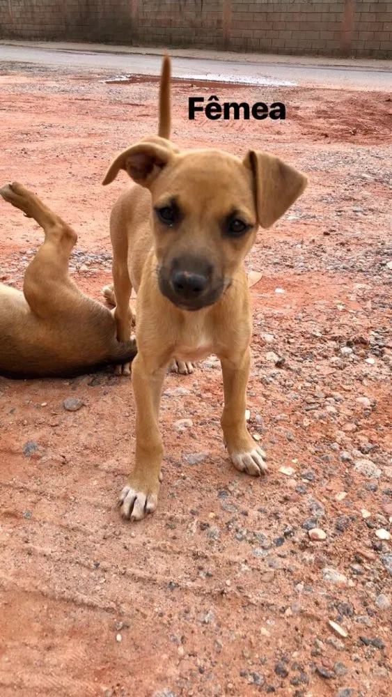 Cachorro raça Sem Ra idade  nome Sem nome