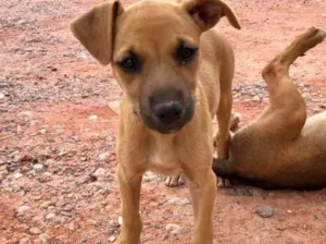 Cachorro raça Sem Ra idade  nome Sem nome