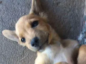 Cachorro raça Sem raça idade 2 a 6 meses nome Sem nome