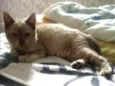 Nymeria