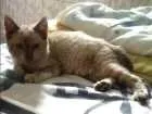 Gato raça  idade 2 a 6 meses nome Nymeria