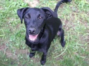 Cachorro raça SRD idade 7 a 11 meses nome Lupita