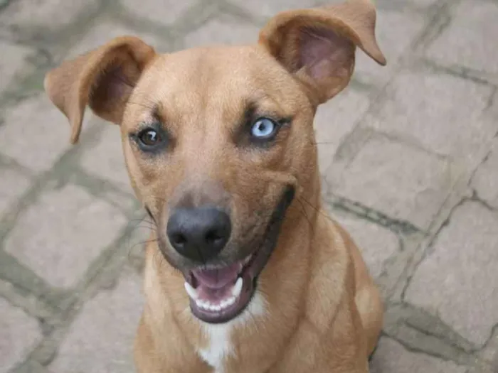 Cachorro ra a SRD idade 2 anos nome Blue