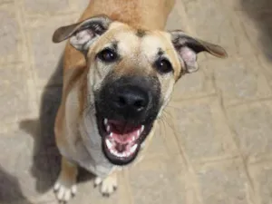 Cachorro raça SRD idade 7 a 11 meses nome Melissa