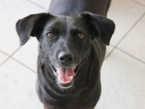Cachorro raça SRD idade 2 anos nome Zara