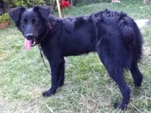 Cachorro raça Mista idade 7 a 11 meses nome Akira 