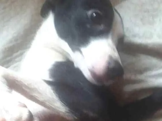 Cachorro ra a Vira Lata  idade 1 ano nome Panda