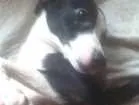 Cachorro raça Vira Lata  idade 1 ano nome Panda