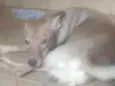 Caramelo 