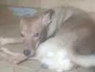 Cachorro raça Vira Lata  idade 1 ano nome Caramelo 