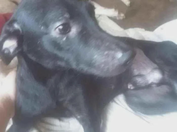 Cachorro ra a Vira Lata  idade 1 ano nome Pretinho 