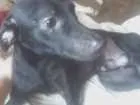 Cachorro raça Vira Lata  idade 1 ano nome Pretinho 
