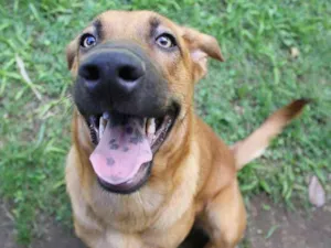 Cachorro raça SRD idade 7 a 11 meses nome Canjica