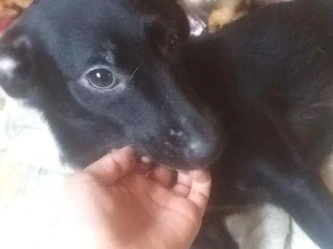 Cachorro ra a Vira Lata  idade 1 ano nome Preto