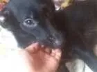 Cachorro raça Vira Lata  idade 1 ano nome Preto