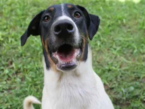Cachorro raça SRD idade 1 ano nome Negan