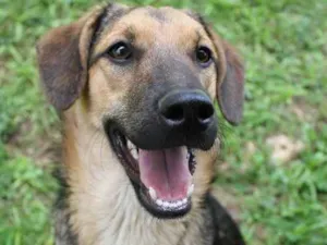 Cachorro raça SRD idade 1 ano nome Chandler