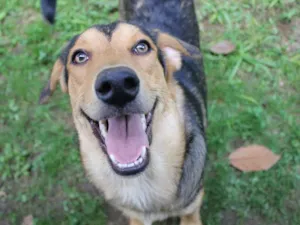 Cachorro raça SRD idade 1 ano nome Ross