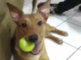 Scooby