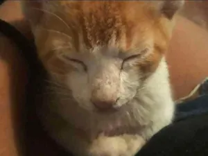 Gato raça  idade 2 a 6 meses nome Trixie