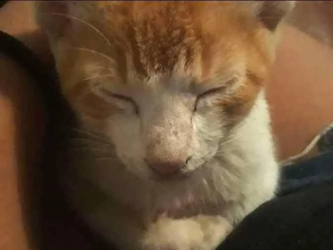 Gato ra a  idade 2 a 6 meses nome Trixie