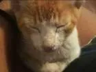 Gato raça  idade 2 a 6 meses nome Trixie