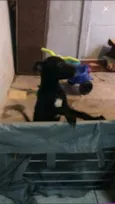 Raio Negro