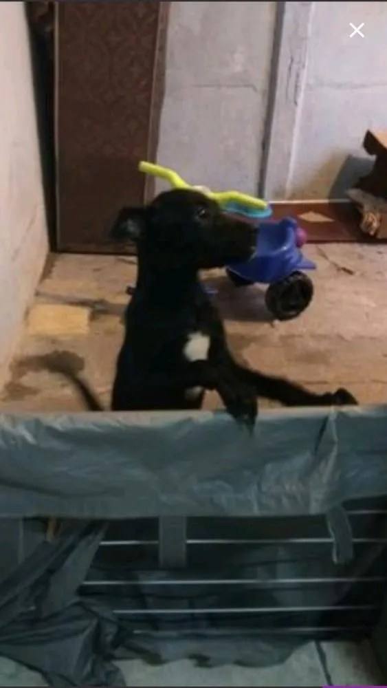 Cachorro raça SRD idade 2 a 6 meses nome Raio Negro