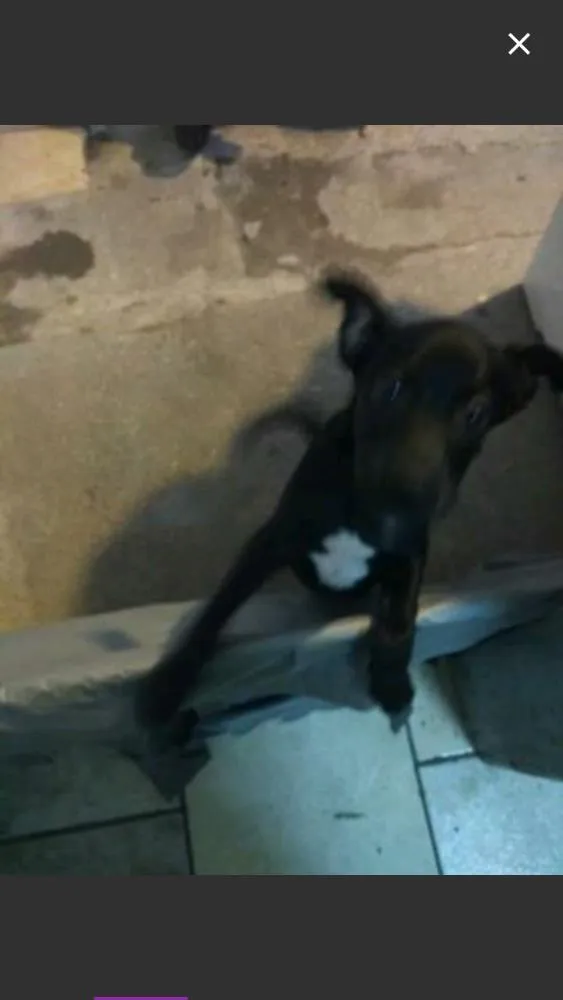 Cachorro raça SRD idade 2 a 6 meses nome Raio Negro